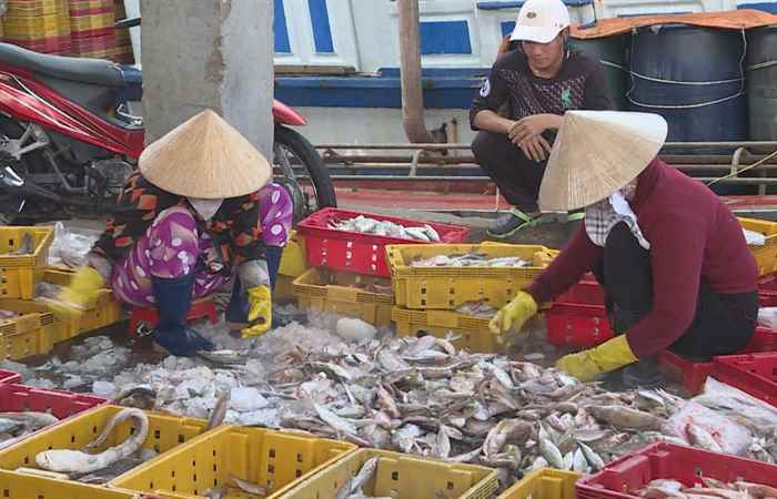 Nghề khai thác biển vừa mang lại nguồn lợi kinh tế vừa giải quyết việc làm (05-07-2023)